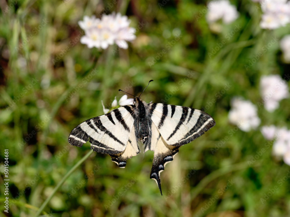 The podalirio, one of the most beautiful butterflies