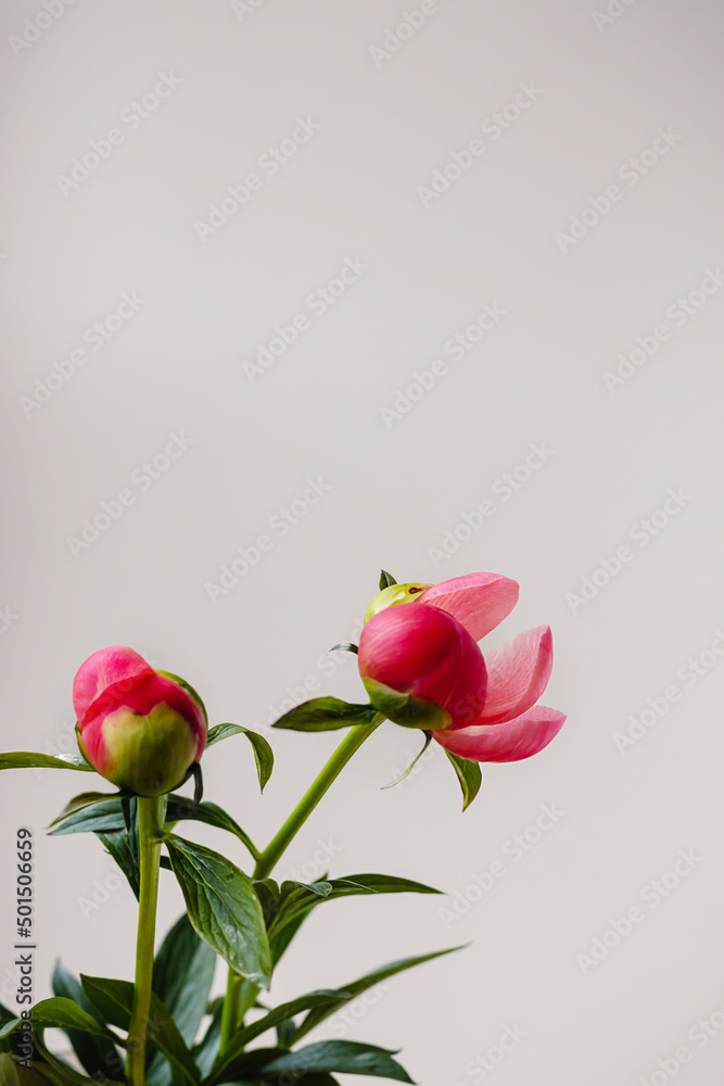 Two blooming pink red coral peony flower with green leaf and stem on minimal white grey background with copy space. Floral composition. Botany wallpaper or greeting card. Creative close up. Two blooming pink red coral peony flower with green leaf and stem on minimal white grey background with copy space. Floral composition. Botany wallpaper or greeting card. Creative close up.