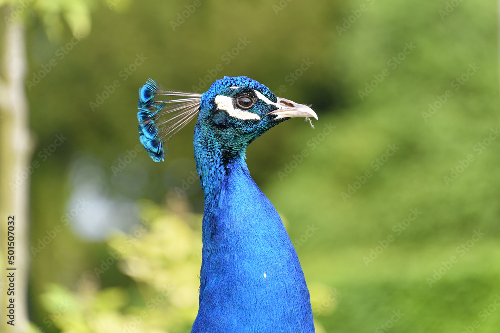 Obraz premium Frankreich - Lémeré - Château du Rivau - Parkanlage - blauer Pfau