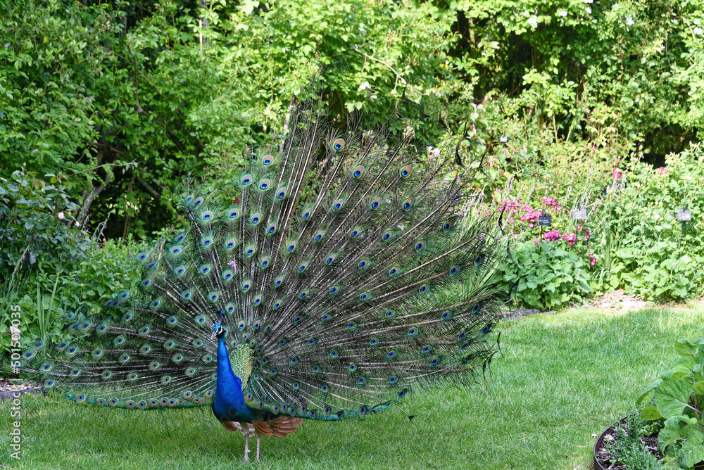Obraz premium Frankreich - Lémeré - Château du Rivau - Parkanlage - blauer Pfau