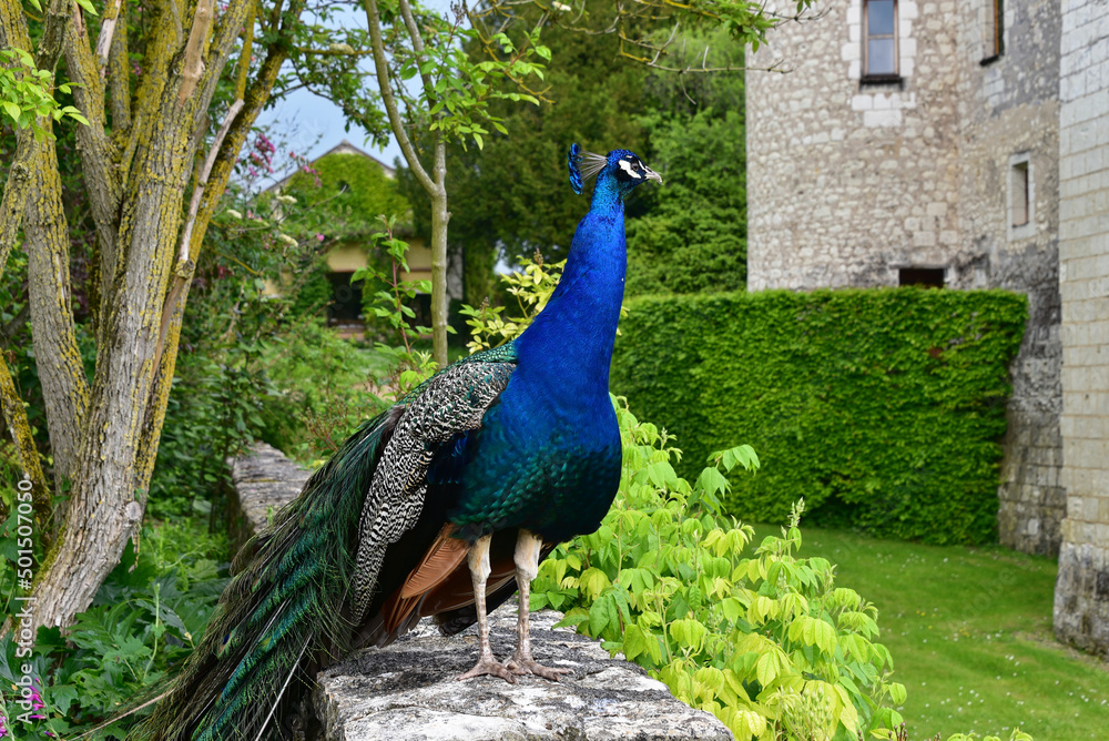 Obraz premium Frankreich - Lémeré - Château du Rivau - Parkanlage - blauer Pfau
