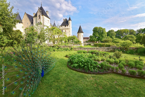 Frankreich - Lémeré - Château du Rivau - Parkanlage - blauer Pfau photo