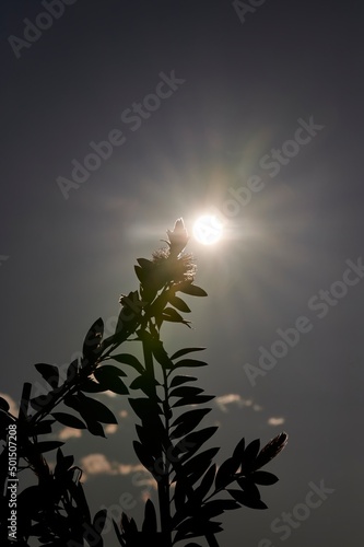 Silhouette of a plant backlit by a strong summer sun and a clear sky