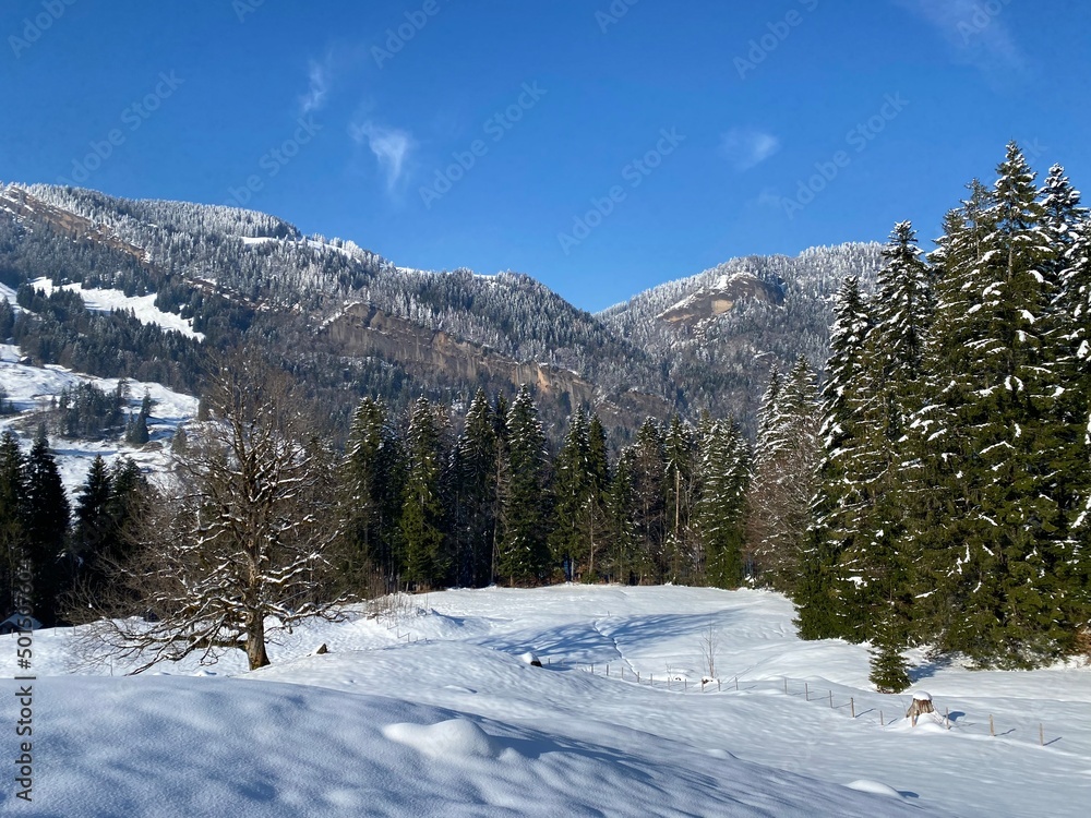 Fairytale alpine winter atmosphere with snow-covered coniferous trees and stone cliffs on the mountain peak Hinderfallenchopf (1531 m), Nesslau - Obertoggenburg region, Switzerland (Schweiz)
