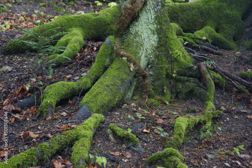Steine,Bäume,Wurzeln im Wald und einem Steinhang