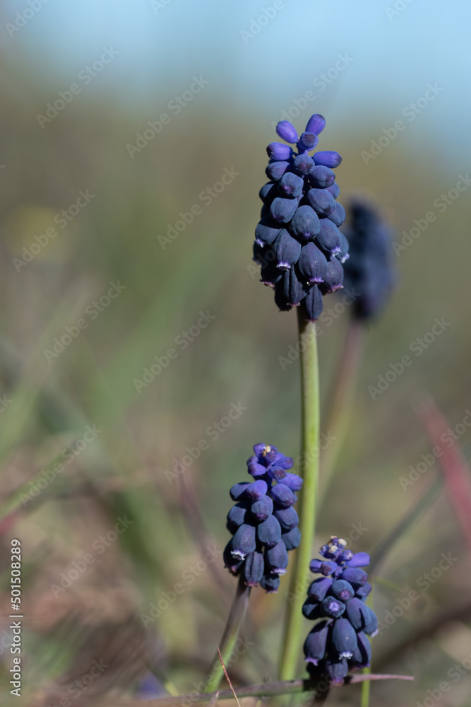 Muscari sp. Nazareno. Flores moradas en racimos. Muscari sp. Nazareno. Flores moradas en racimos.