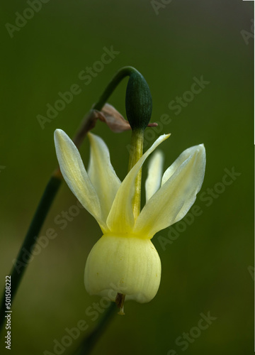 Narcissus triandrus. Junquillo blanco. Flor amarilla pálido en detalle de un narciso. photo