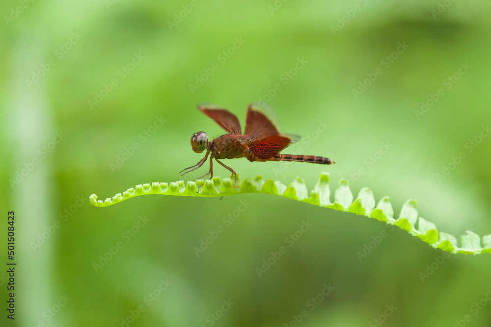 Damselflies on Beautiful Place and Pose Damselflies on Beautiful Place and Pose