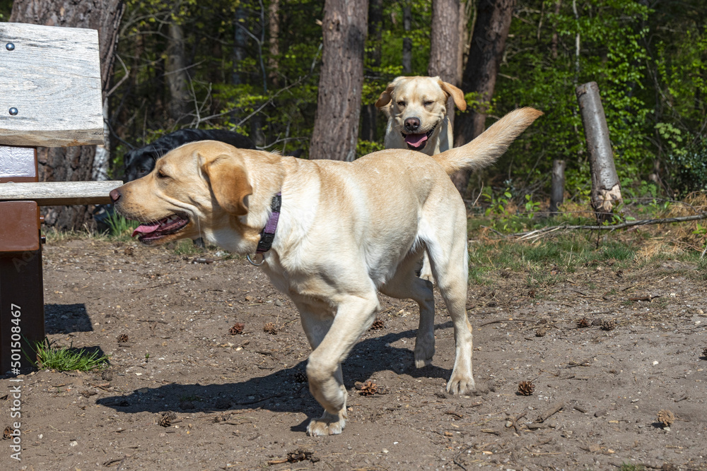 Twee speelse blonde labradors