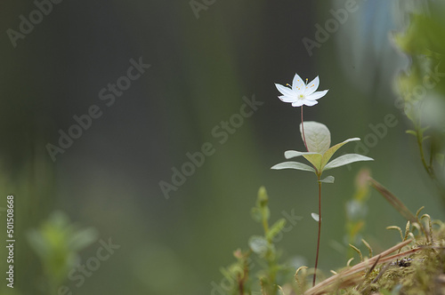 Close-up shot of a chickweed-wintergreen grown in the garden in spring photo