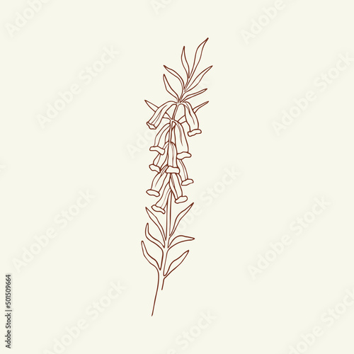 Hand drawn pink heath illustration. Sketch Australian native flower. 