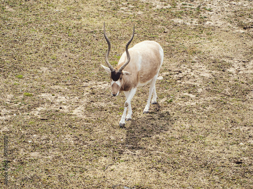 Addax  walking on a dry ground in the daytime. photo