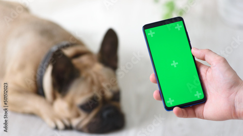 A hand holds a phone with a green screen to consult a veterinarian or do some shopping for a lying pet.