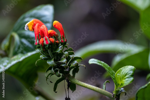 Closeup shot of centropogon granulosus plant flowering in the garden with blurred background photo