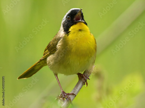 Common Yellowthroat warbler small yellow bird on a branch the bird sings