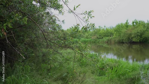 Grass close-up on the background of the river. Early summer morning in the meadow