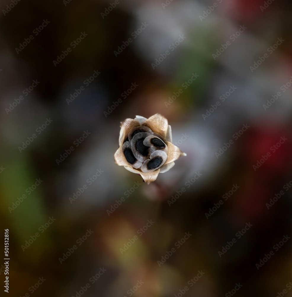 Sámaras dentro del caliz de una flor ya seca. Sámaras dentro del caliz de una flor ya seca.