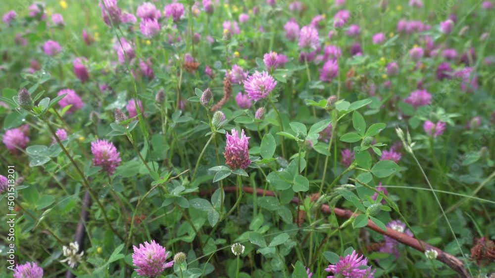 Flowering clover in summer on the field. Purple wild flower. Medicinal herbs on the lawn Flowering clover in summer on the field. Purple wild flower. Medicinal herbs on the lawn