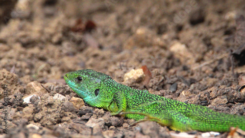 Close-up shot of a Western green lizard on rocks © Wirestock Creators