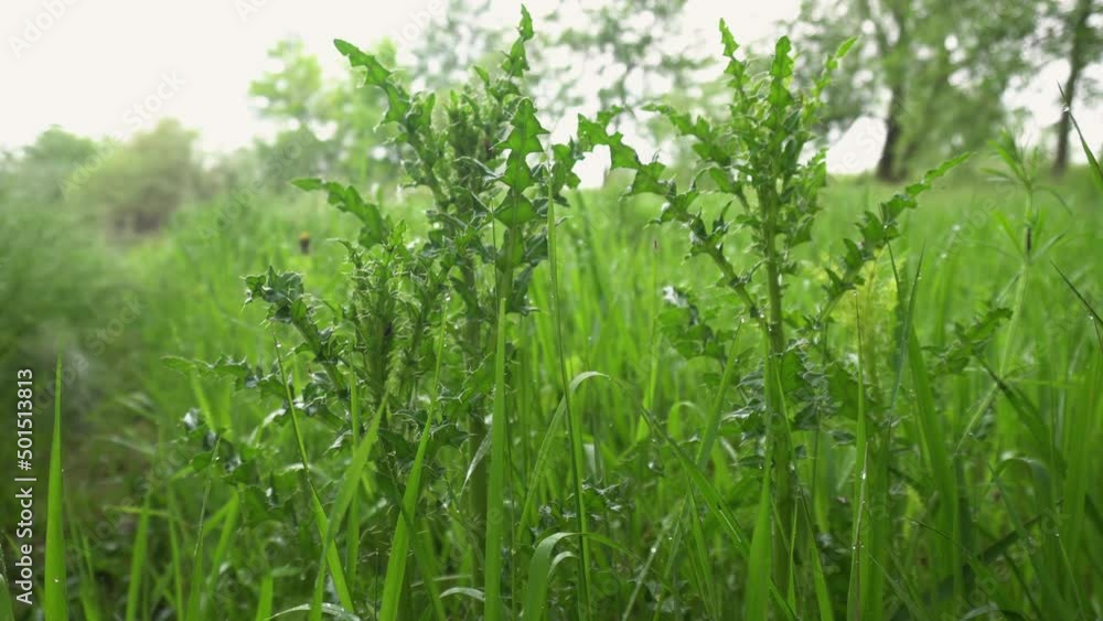 Green grass close up. Early summer in the meadow Green grass close up. Early summer in the meadow