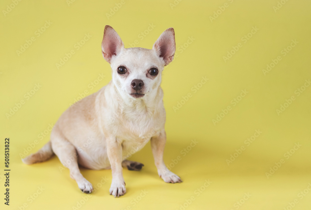 healthy brown  short hair chihuahua dog, sitting on yellow  background with copy space, looking at camera, isolated.