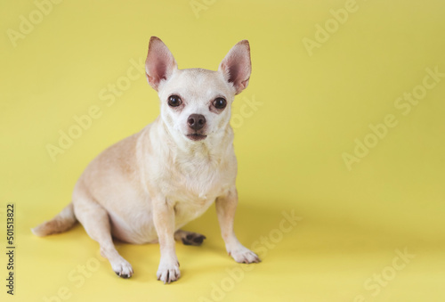 healthy brown  short hair chihuahua dog, sitting on yellow  background with copy space, looking at camera, isolated. © Phuttharak