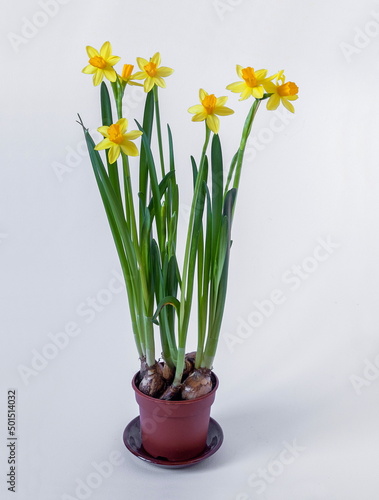Bulbs and flowers of daffodils in a brown ceramic pot on a white background. Yellow narcissus.