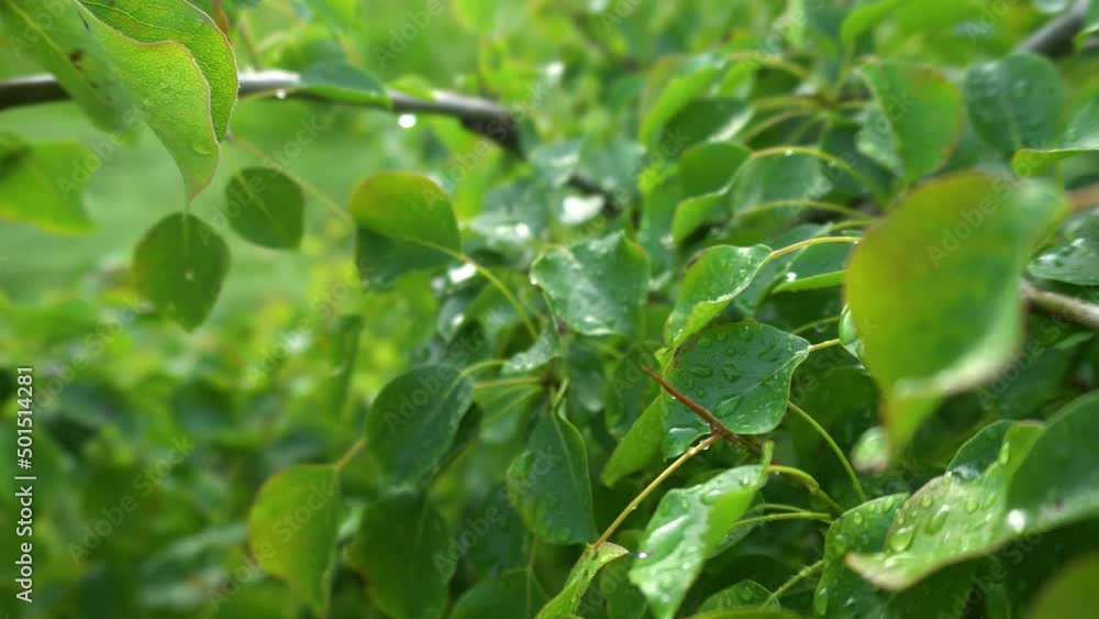 Green branch with drops of morning dew on the leaves close-up Green branch with drops of morning dew on the leaves close-up