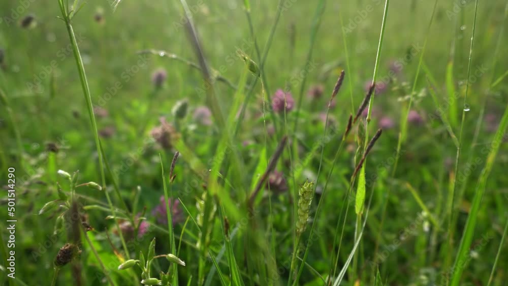 Flowering clover in summer on the field. Purple wild flower. Medicinal herbs on the lawn Flowering clover in summer on the field. Purple wild flower. Medicinal herbs on the lawn