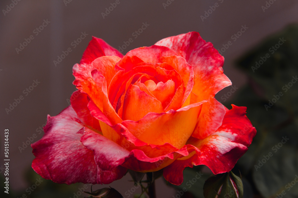 Orange rose blooming in spring. Copy space. Selective focus. Orange rose blooming in spring. Copy space. Selective focus.