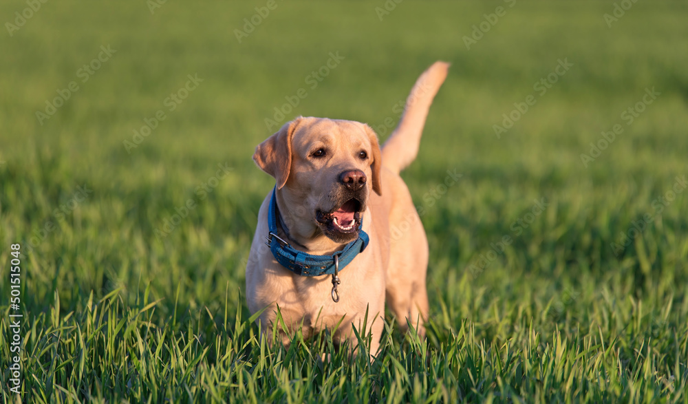 Labrador dog in the green park