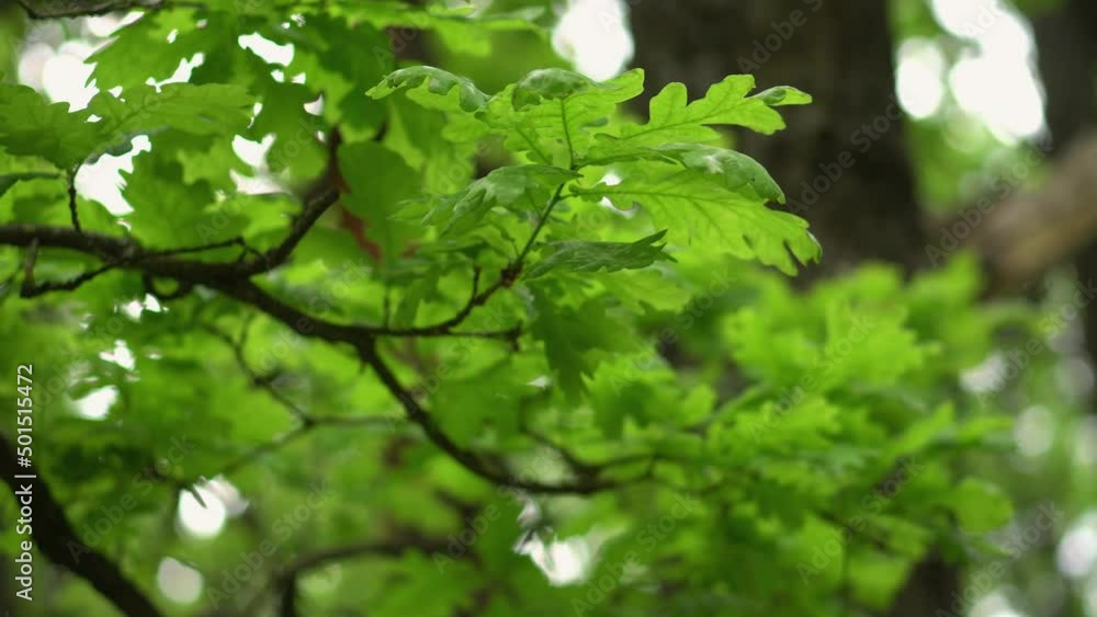 Green oak leaves on a branch close-up Green oak leaves on a branch close-up