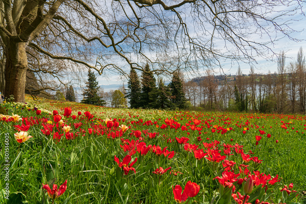 Frühling auf der Insel Mainau mit blühenden Osterglocken, Narzissen und Tulpen