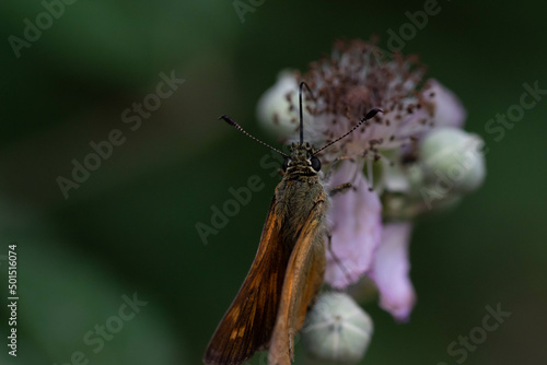 Ochlodes sylvanus. Mariposa dorada de orla ancha. Mariposa pequeña de color marron verduzco posada sobre una flor. photo