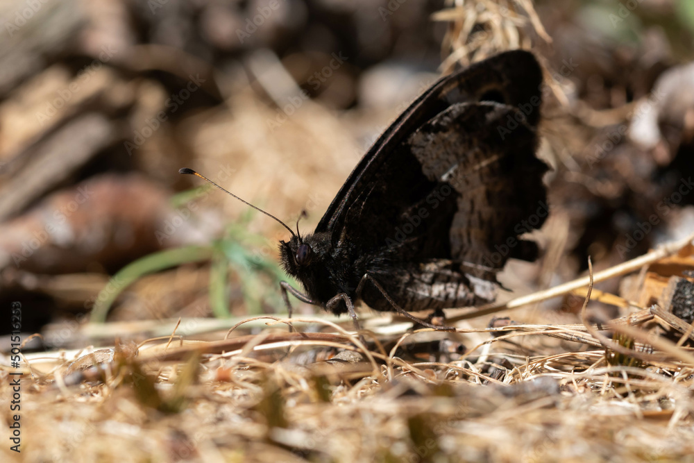 Obraz premium Hipparchia hermione. mariposa oscura posada sobre el suelo.