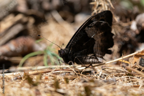 Hipparchia hermione. mariposa oscura posada sobre el suelo. photo