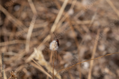 Ichneumonidae sp. Avispa parasitoide. Avispa naranja con ovopositor muy largo posada sobre una planta seca. © Antonio Ortiz Saiz