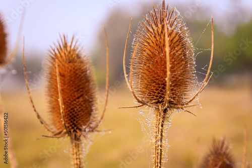 Wallpaper Mural Selective focus of dried thistle flowers in a field against a blurred background