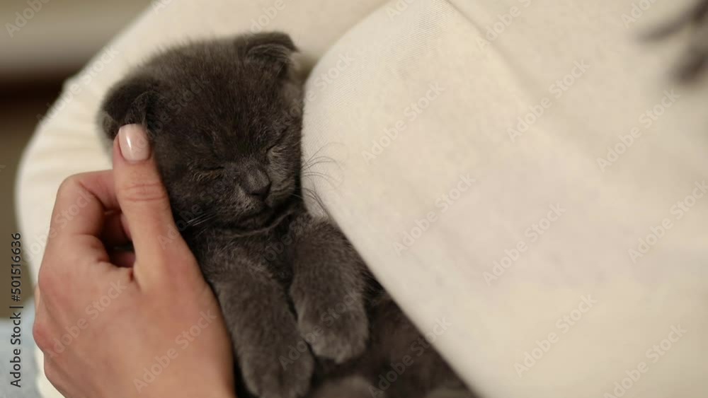 Woman hold in hand sitting cute gray kitten, female hugging her cute kitty Woman hold in hand sitting cute gray kitten, female hugging her cute kitty