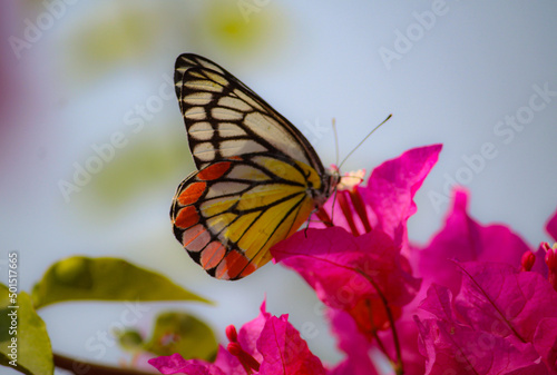 Closeup of a painted Jezebel butterfly drinking nectar from a pink bougainvillea flower at a garden