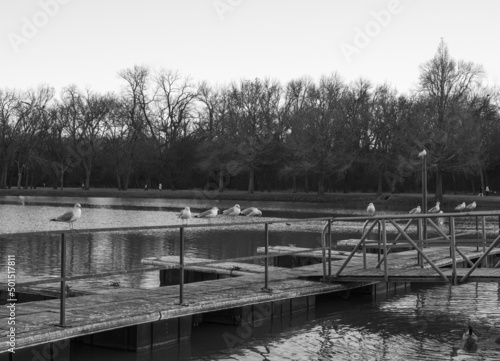 Grayscale shot of towne lake park with birds in McKinney, Texas photo