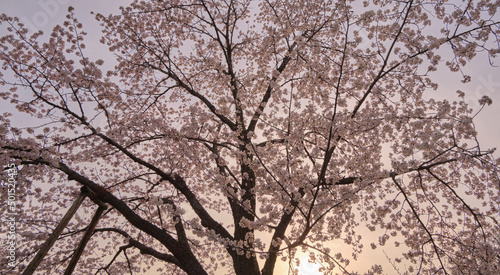 夕方のソメイヨシノ(Somei-yoshino cherry tree in the evening) photo