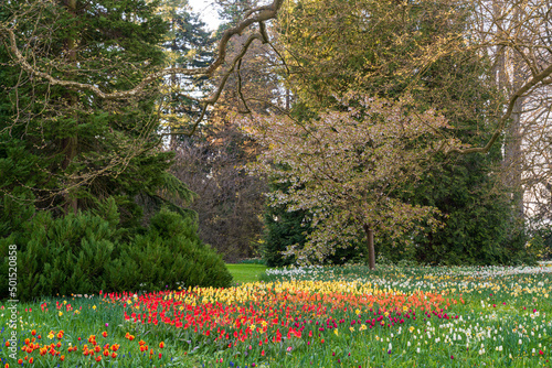 Insel Mainau, blühende Tulpenfelder im Park und Arboretum, Morgenstimmung, Sonnenaufgang photo