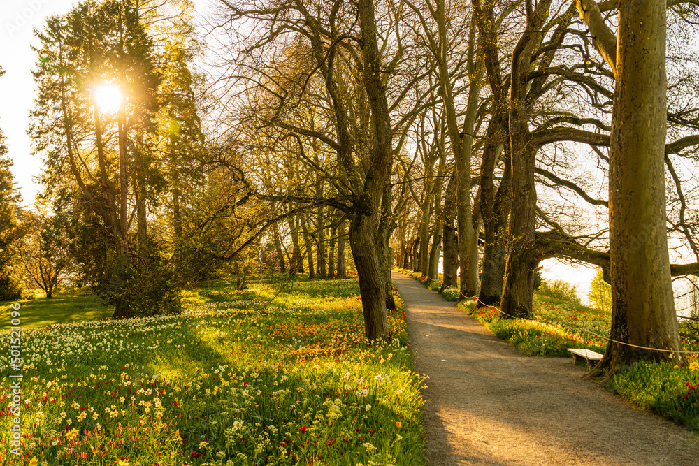 Naklejka premium Insel Mainau, blühende Tulpenfelder im Park und Arboretum, Morgenstimmung, Sonnenaufgang