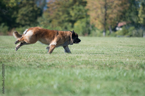Leonberger running across a grassy field