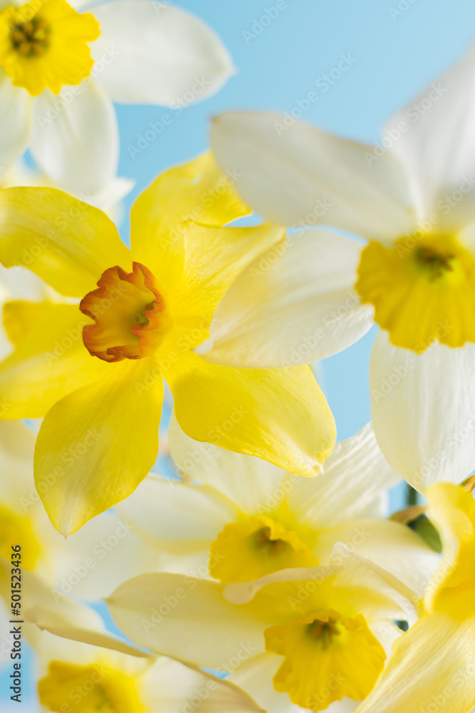 White and yellow daffodils on a blue background. Flower with orange center. Spring flowers. A simple daffodil bud. Narcissus bouquet. Floral concept. White and yellow daffodils on a blue background. Flower with orange center. Spring flowers. A simple daffodil bud. Narcissus bouquet. Floral concept.