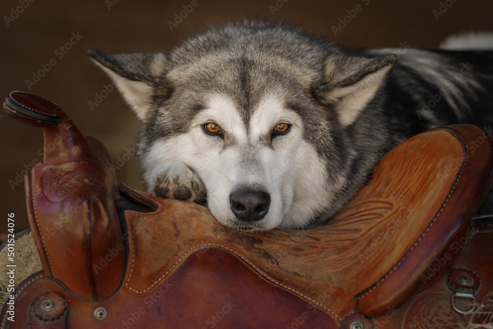 Alaskan Malamute dog lying on the saddle