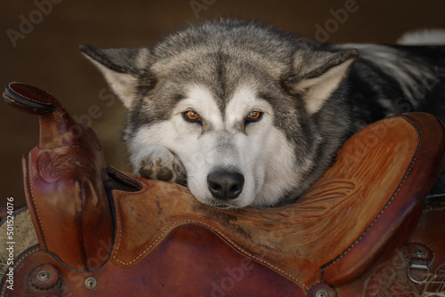 Obraz na płótnie Alaskan Malamute dog lying on the saddle w salonie