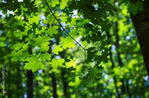 Green leaves on maple tree