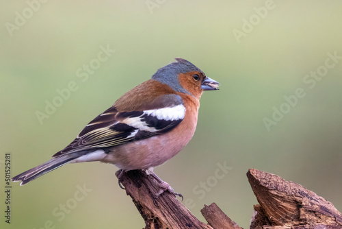 robin on a branch